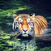 Panthera: Tigers Forever Program